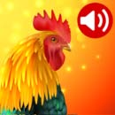 صدای زنگ حیوانات - Animals Ringtones - صدای حیوان